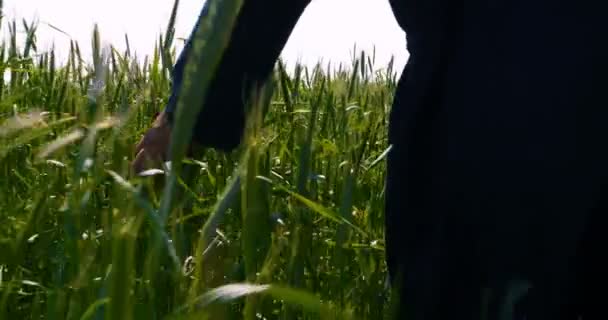 Agricultor Toma Muestreador Trigo Sosteniendo Una Mano Campo Trigo Acariciando — Vídeo de stock