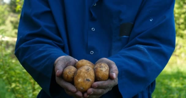 모자에 농부의 초상화 남자가 땅에서 감자를 그것을 들어올리고 먼지를 신선한 — 비디오