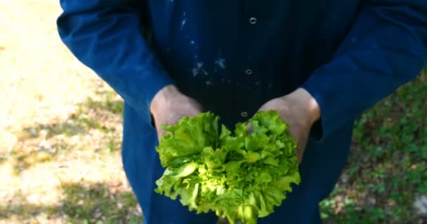 Portrait Guy Farmer Straw Hat Robe Shirt Digs Lettuce Ground — Stock Video