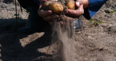 Bir portre adam bir saman şapkalı bir çiftçi, bornozu (gömlek) yerden bir patates kadar Digs ve o kadar asansörler, bunu gösterir, kir temizler ve sonra nefes ve taze patates hissediyor, Bio organik.