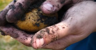 Bir portre adam bir saman şapkalı bir çiftçi, bornozu (gömlek) yerden bir patates kadar Digs ve o kadar asansörler, bunu gösterir, kir temizler ve sonra nefes ve taze patates hissediyor, Bio organik.