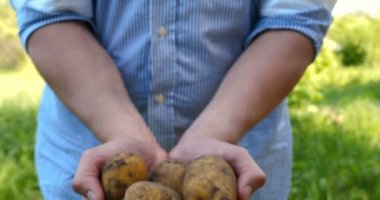 Bir portre adam bir saman şapkalı bir çiftçi, bornozu (gömlek) yerden bir patates kadar Digs ve o kadar asansörler, bunu gösterir, kir temizler ve sonra nefes ve taze patates hissediyor, Bio organik.