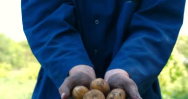 Bir portre adam bir saman şapkalı bir çiftçi, bornozu (gömlek) yerden bir patates kadar Digs ve o kadar asansörler, bunu gösterir, kir temizler ve sonra nefes ve taze patates hissediyor, Bio organik.