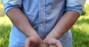 Bir portre adam bir saman şapkalı bir çiftçi, bornozu (gömlek) yerden bir patates kadar Digs ve o kadar asansörler, bunu gösterir, kir temizler ve sonra nefes ve taze patates hissediyor, Bio organik.