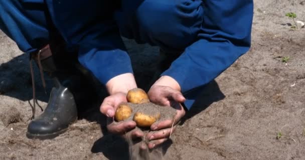 Портрет Фермера Солом Яному Капелюсі Халаті Сорочці Копає Картоплю Землі — стокове відео