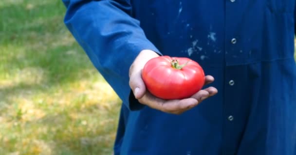 Cara Retrato Fazendeiro Com Chapéu Palha Manto Trabalho Pega Tomate — Vídeo de Stock