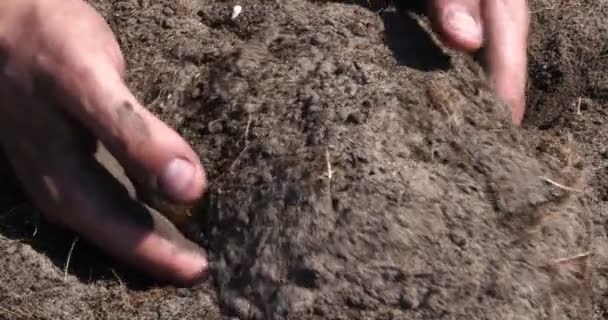 모자에 농부의 초상화 남자가 땅에서 감자를 그것을 들어올리고 먼지를 신선한 — 비디오