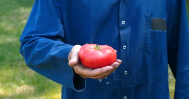 Portrait Guy Farmer Straw Hat Working Robe Picks Tomato Garden — Stock Video