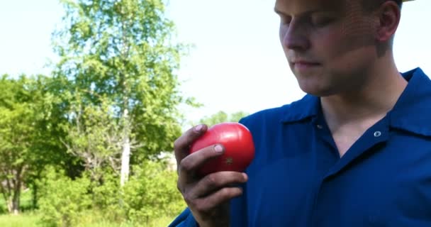 Cara Retrato Fazendeiro Com Chapéu Palha Manto Trabalho Pega Tomate — Vídeo de Stock