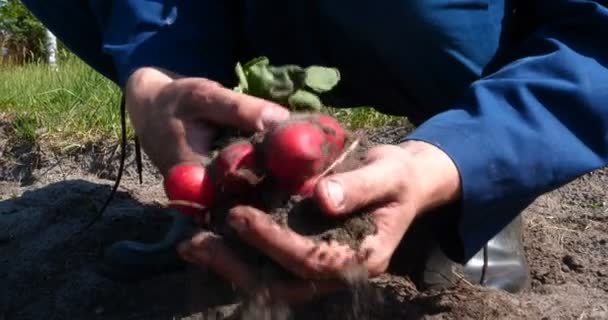 Portrétní Chlapík Farmář Slaměném Klobouku Župan Košile Zvedá Špinavé Čisté — Stock video