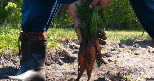 那个头戴草帽 的农夫从地上举起脏 手里拿着胡萝卜 慢动作 生物产品 — 图库视频影像