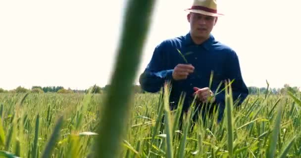 Fazendeiro Pega Amostrador Trigo Segurando Uma Mão Campo Trigo Acariciando — Vídeo de Stock