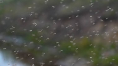 A lot of mosquitoes (chironomids) fly in the air on very large numbers in the air. Concept of: Wildflies, Dangerous for people, Mosquitoes. clipart