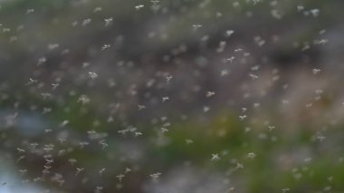 Sivrisinekbir sürü (chironomids) havada çok büyük sayılarda havada sinek. Kavramı: Wildflies, Insanlar için Tehlikeli, Sivrisinekler.