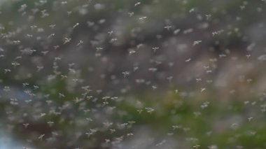 Sivrisinekbir sürü (chironomids) havada çok büyük sayılarda havada sinek. Kavramı: Wildflies, Insanlar için Tehlikeli, Sivrisinekler.