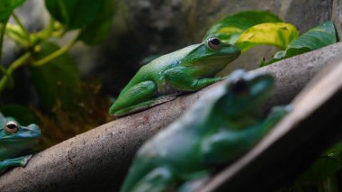 Yeşil yaprakları ve çiçekler ile ağaç şube egzotik kurbağa. Siyah kaya (kaya) arka plan ile. Kavramı: nautre, Hayvanat Bahçesi, Afrika, egzotik, kurbağa, yavaş hareket.