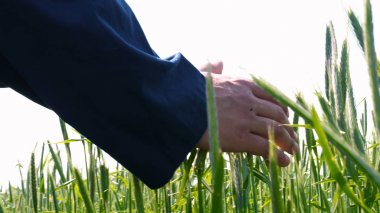 Genç bir adam portresi (adam) çalışan bir üniforma ve buğday ve saman etrafında bir alanın ortasında bir hasır şapka, etrafında çalışan ve olgunluk için buğday kontrol, bir gömlek ve hasır şapka ısı alanı temiz hava solur ve özgür hissediyor. 