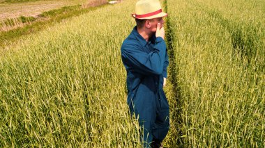 Genç bir adam portresi (adam) çalışan bir üniforma ve buğday ve saman etrafında bir alanın ortasında bir hasır şapka, etrafında çalışan ve olgunluk için buğday kontrol, bir gömlek ve hasır şapka ısı alanı temiz hava solur ve özgür hissediyor. 