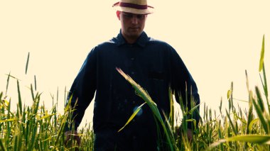 Genç bir adam portresi (adam) çalışan bir üniforma ve buğday ve saman etrafında bir alanın ortasında bir hasır şapka, etrafında çalışan ve olgunluk için buğday kontrol, bir gömlek ve hasır şapka ısı alanı temiz hava solur ve özgür hissediyor. 