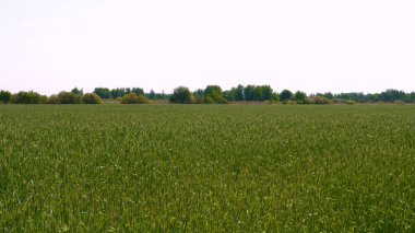 Genç bir adam portresi (adam) çalışan bir üniforma ve buğday ve saman etrafında bir alanın ortasında bir hasır şapka, etrafında çalışan ve olgunluk için buğday kontrol, bir gömlek ve hasır şapka ısı alanı temiz hava solur ve özgür hissediyor. 