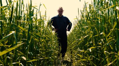 Genç bir adam portresi (adam) çalışan bir üniforma ve buğday ve saman etrafında bir alanın ortasında bir hasır şapka, etrafında çalışan ve olgunluk için buğday kontrol, bir gömlek ve hasır şapka ısı alanı temiz hava solur ve özgür hissediyor. 