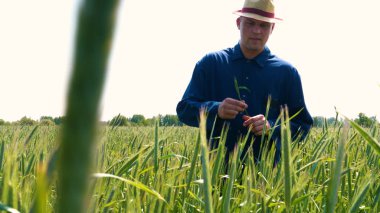 Genç bir adam portresi (adam) çalışan bir üniforma ve buğday ve saman etrafında bir alanın ortasında bir hasır şapka, etrafında çalışan ve olgunluk için buğday kontrol, bir gömlek ve hasır şapka ısı alanı temiz hava solur ve özgür hissediyor. 