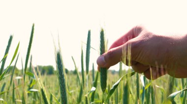 Genç bir adam portresi (adam) çalışan bir üniforma ve buğday ve saman etrafında bir alanın ortasında bir hasır şapka, etrafında çalışan ve olgunluk için buğday kontrol, bir gömlek ve hasır şapka ısı alanı temiz hava solur ve özgür hissediyor. 