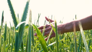 Genç bir adam portresi (adam) çalışan bir üniforma ve buğday ve saman etrafında bir alanın ortasında bir hasır şapka, etrafında çalışan ve olgunluk için buğday kontrol, bir gömlek ve hasır şapka ısı alanı temiz hava solur ve özgür hissediyor. 