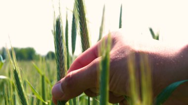 Genç bir adam portresi (adam) çalışan bir üniforma ve buğday ve saman etrafında bir alanın ortasında bir hasır şapka, etrafında çalışan ve olgunluk için buğday kontrol, bir gömlek ve hasır şapka ısı alanı temiz hava solur ve özgür hissediyor. 