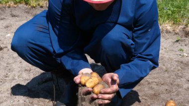 Bir portre adam bir saman şapkalı bir çiftçi, bornozu (gömlek) yerden bir patates kadar Digs ve o kadar asansörler, bunu gösterir, kir temizler ve sonra nefes ve taze patates hissediyor, Bio organik.
