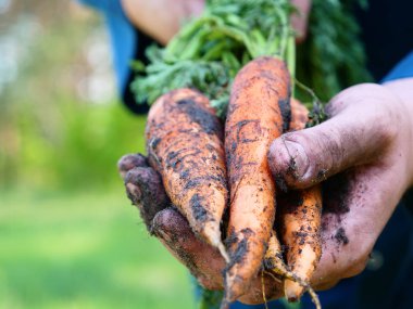 Portre adam bir hasır şapka çiftçi, bornozu (gömlek) toprak yetiştirme kirli (temiz) eller yükseltir ve elinde bir havuç gösterir. Kavramı: çiftçi, Slow Motion, Bio ürün.