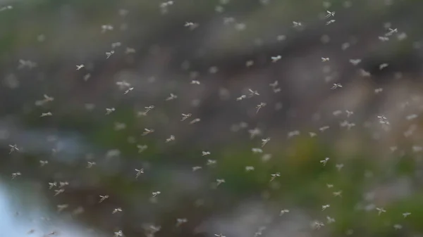 Sivrisinekbir sürü (chironomids) havada çok büyük sayılarda havada sinek. Kavramı: Wildflies, Insanlar için Tehlikeli, Sivrisinekler.