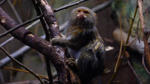 File:Macaco Sagui posando para foto na trilha.jpg - Wikimedia Commons