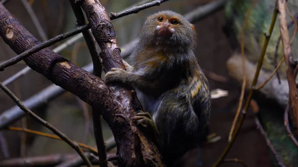 Uma Família Selvagem Macacos Sentados Juntos Uma Árvore Selva Dia — Fotografia de Stock