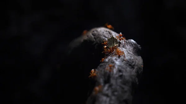 Karıncalar Ekibi Inşa Etmek Takım Çalışması Karıncalar Ekibi Maçlar Takım — Stok fotoğraf