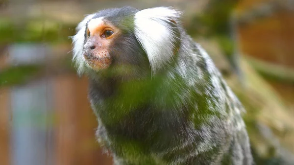 Una Familia Salvaje Monos Sentados Juntos Árbol Selva Día Verano —  Fotos de Stock