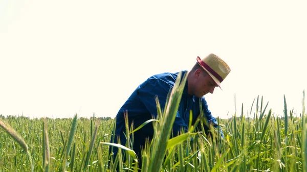 Genç bir adam portresi (adam) çalışan bir üniforma ve buğday ve saman etrafında bir alanın ortasında bir hasır şapka, etrafında çalışan ve olgunluk için buğday kontrol, bir gömlek ve hasır şapka ısı alanı temiz hava solur ve özgür hissediyor. 