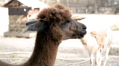 Lama hayvanat bahçesinde. Konsept: Outdoors, Hayvanat Bahçesi, Park, Safari, Doğa Rezervi.