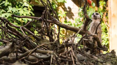 Güzel bir hayvan bir ağaç mirket, gopher, doğa arka plan üzerinde duruyor. Konsept: Meerkat ailesi, Yaban Hayatı, Park, hayvanat bahçesi.