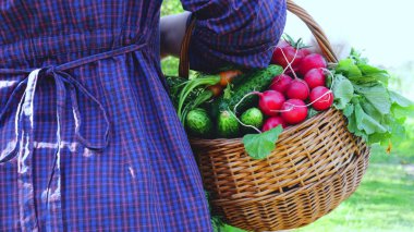 Bir kız, bir kadın çiftçi (sarışın, bir gömlek) sebze, turp, salata, yeşillik, salatalık, havuç, biyo aromalı gıdalar bir sepet tutar.