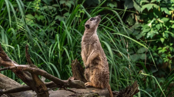 Ett Vackert Djur Står Ett Träd Meerkat Gopher Natur Bakgrund — Stockfoto