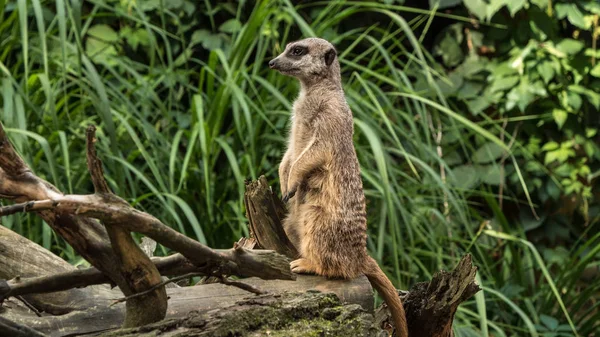 Ένα Όμορφο Ζώο Στέκεται Ένα Δέντρο Meerkat Σκίουρο Φύση Φόντο — Φωτογραφία Αρχείου