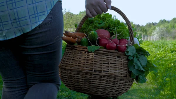 Egy Lány Egy Női Gazda Szőke Egy Ing Rendelkezik Egy — Stock Fotó