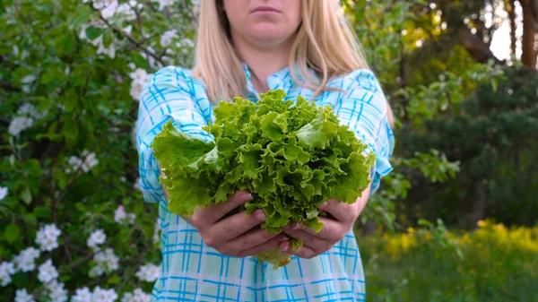 Dívka Ženská Farmářka Blondýnka Košili Košík Zeleniny Ředkviček Salátu Zelených — Stock fotografie