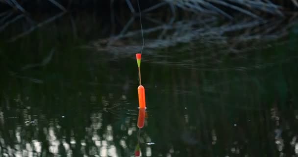 Angeln Auf Dem See Bei Sonnenuntergang Angeln Hintergrund Angeln Schwimmen — Stockvideo