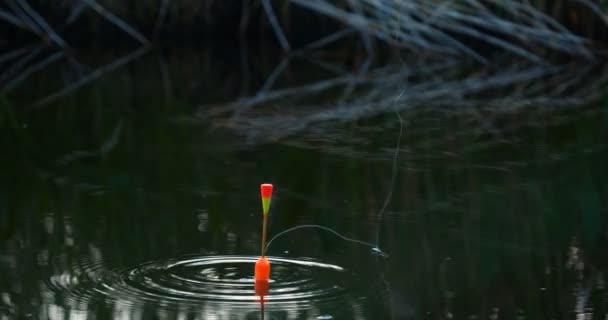 Fishing Lake Sunset Fishing Background Fishing Float Water Lake — Stock Video