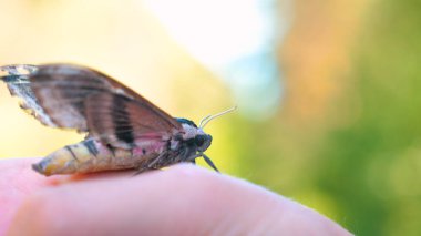 Doğada güneşli bir günde, bir kelebek (şahin güvesi) bir insanın eline oturur ve havalanmaya hazırlanır, sonra kelebek güzel bir şekilde uçar. Doğa, çevre, nadir türler kavramı.