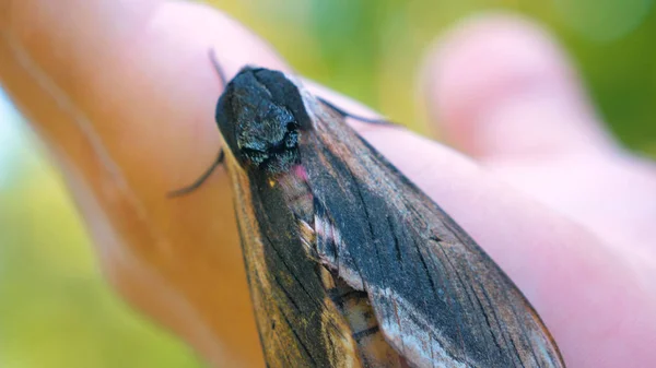 Een Zonnige Dag Het Bos Natuur Een Vlinder Havik Mot — Stockfoto