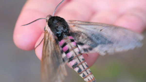 Solig Dag Skogen Naturen Sitter Fjäril Hök Mal Mänsklig Hand — Stockfoto