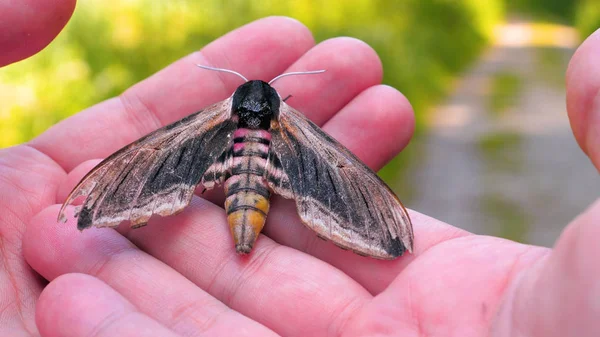 On a sunny day in the forest in nature, a butterfly (hawk moth) sits on a human hand and prepares to take off, then the butterfly flies away beautifully. Concept of: Nature, Environment, Rare species.